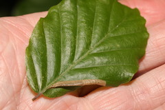 Phyllonorycter maestingella