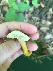 Aureoboletus roxanae