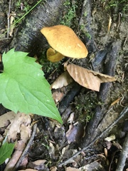 Aureoboletus roxanae