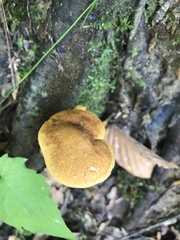 Aureoboletus roxanae