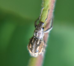 Pantomorus albosignatus