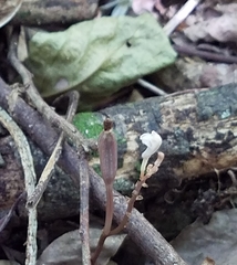 Didymoplexis micradenia