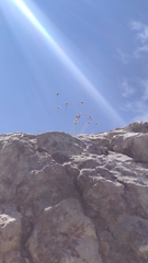 Sesleria sphaerocephala