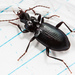 Cosmopolitan Ground Beetle - Photo (c) Ken-ichi Ueda, some rights reserved (CC BY)