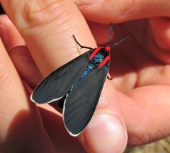 Ctenucha multifaria