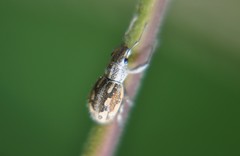 Pantomorus albosignatus