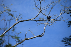 Helicolestes hamatus