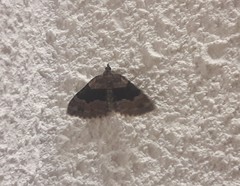 Xanthorhoe quadrifasiata