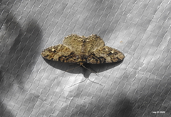 Parectropis nigrosparsa
