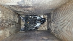 Colaptes auratus auratus