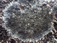 Xanthoparmelia tinctina