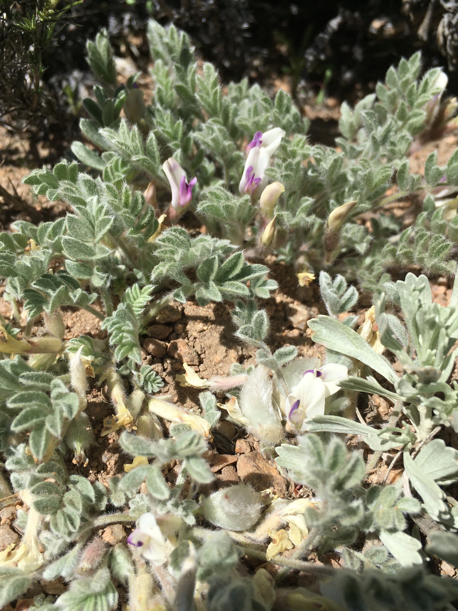 Astragalus purshii var. lectulus