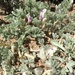Astragalus purshii lectulus - Photo (c) Marty Purdy, alguns direitos reservados (CC BY), uploaded by Marty Purdy
