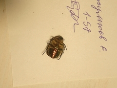 Cetonia aurata