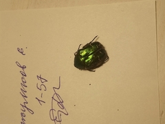 Cetonia aurata