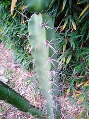 Acanthocereus tetragonus image