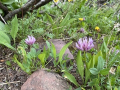Trifolium parryi