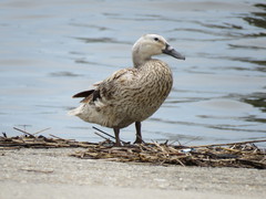 Anas platyrhynchos domesticus