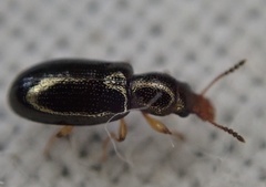 Salpingus planirostris