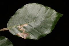 Stigmella hemargyrella