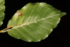 Stigmella hemargyrella