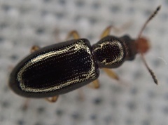 Salpingus planirostris