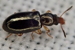 Salpingus planirostris