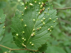 Aceria parulmi