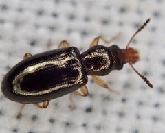 Salpingus planirostris