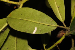 Pulvinaria floccifera