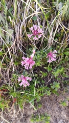 Daphne striata