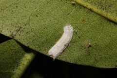 Pulvinaria floccifera