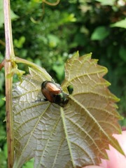 Popillia japonica