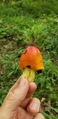 Amanita parcivolvata