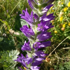 Campanula spicata