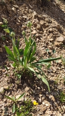 Knautia longifolia