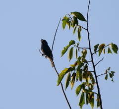 Passerina cyanea