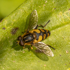 Helophilus obscurus