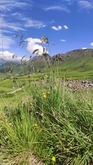 Helictotrichon parlatorei