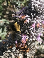 Bombus crotchii
