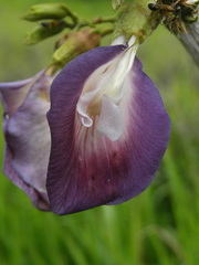 Clitoria arborescens