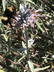 Bombus crotchii