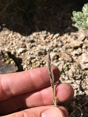 Poa secunda secunda