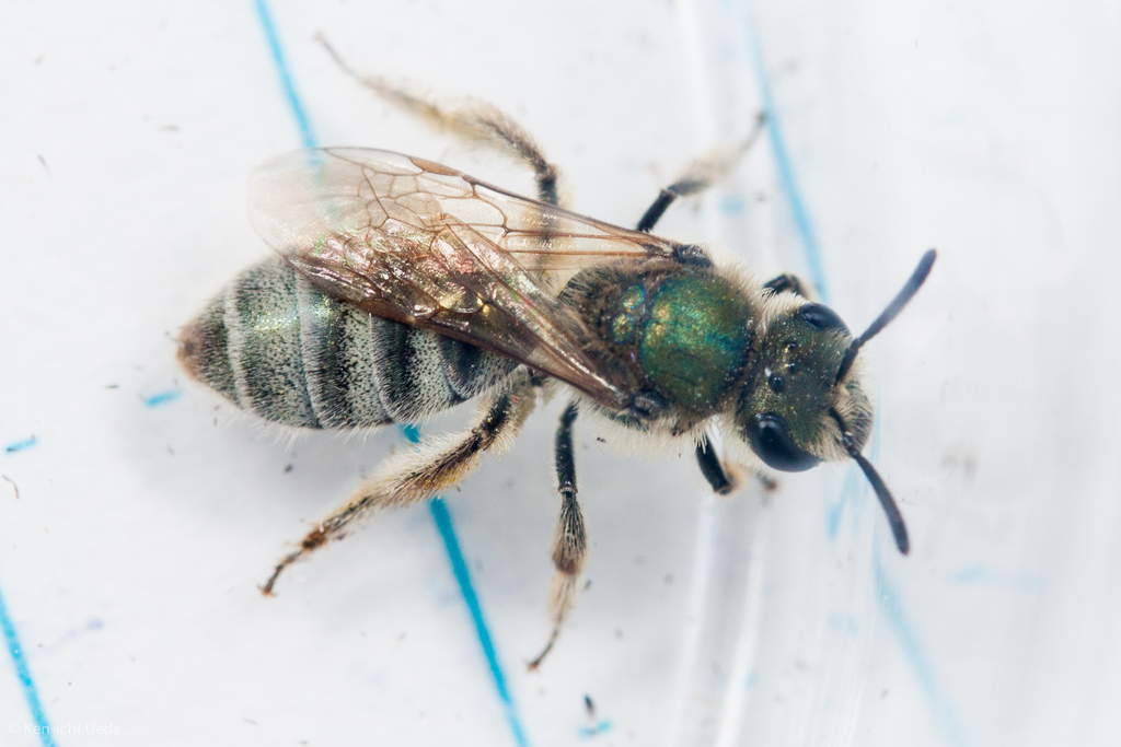 Lasioglossum pavonotus