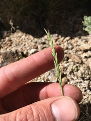 Poa secunda secunda