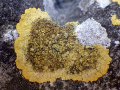 Variospora aurantia