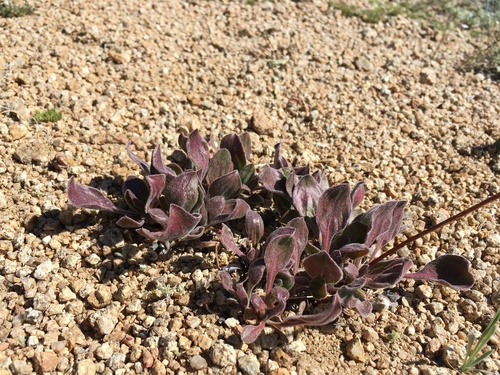 Image of Eriogonum latens by (c) Martin Purdy, some rights reserved (CC BY)