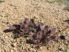 Eriogonum latens