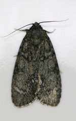 Acronicta retardata