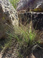 Festuca kingii